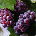 Extrato de Semente de Uva (Vittis Vinifera)